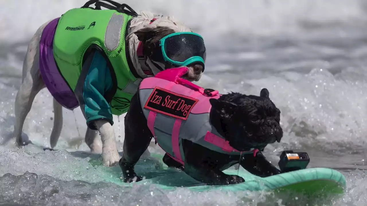 Surf's up dog: Canines compete in the World Dog Surfing Championships