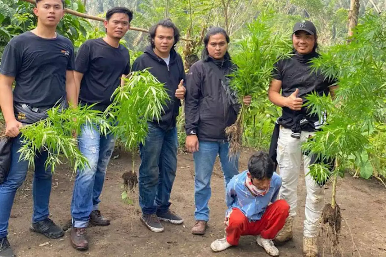 Polres Rejang Lebong Temukan Ladang Ganja di Perkebunan Kopi, Begini Penampakannya