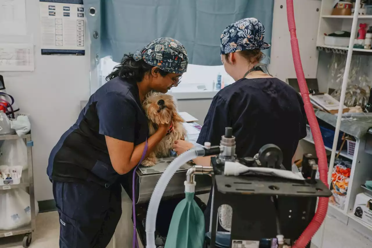 Happy anniversary: SPCA has spayed or neutered 150,000 pets