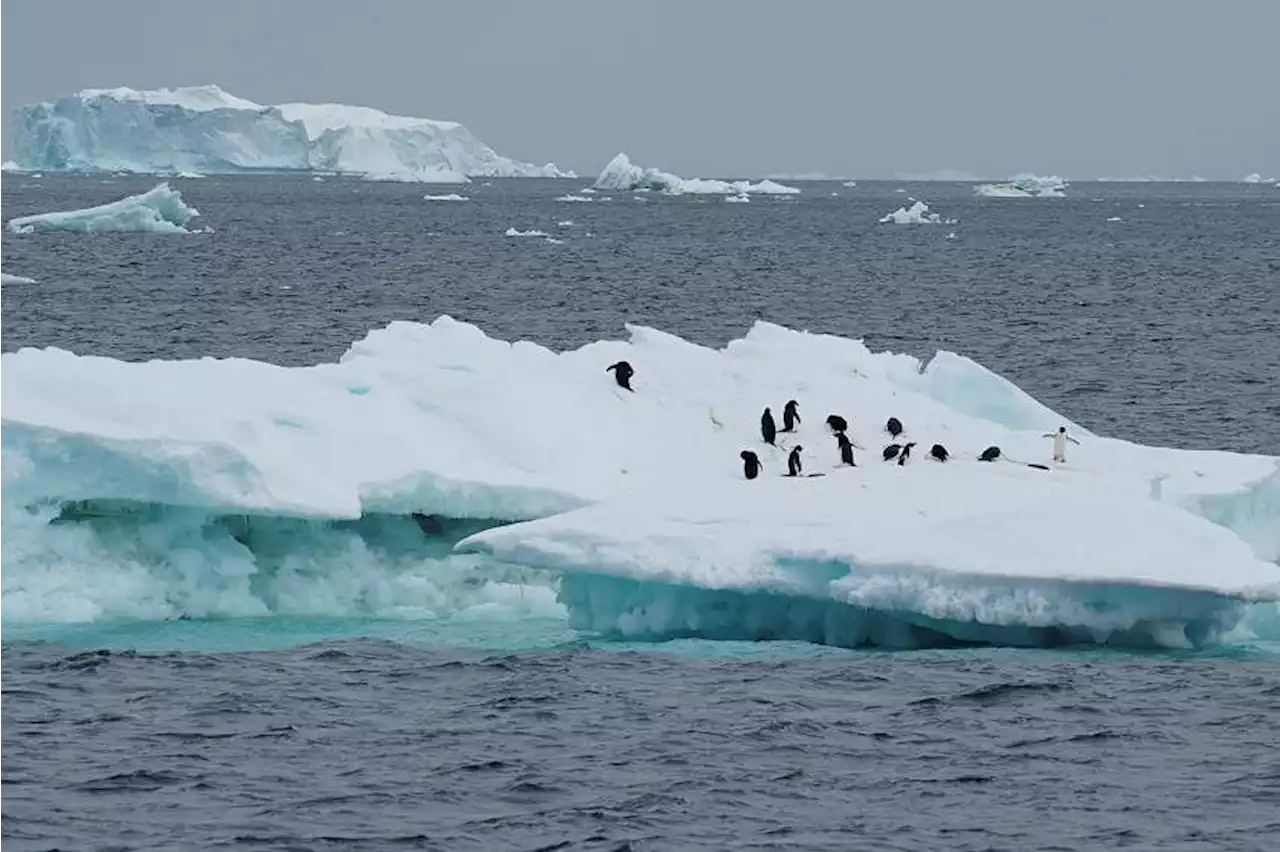 Antarctica risks ‘cascades of extreme events’ as earth warms, study says