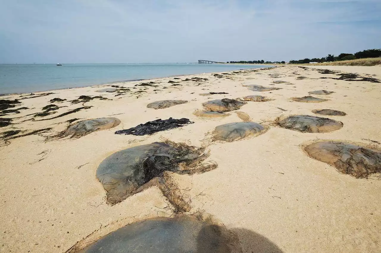 Méduses : sur quelles plages sont-elles les plus nombreuses ? Une appli permet de le savoir en temps réel