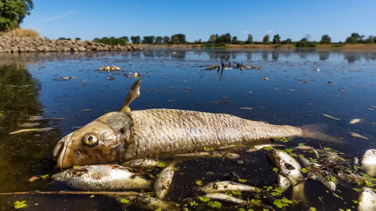 Ein Jahr nach dem Fischsterben: Lage in der Oder weiter kritisch