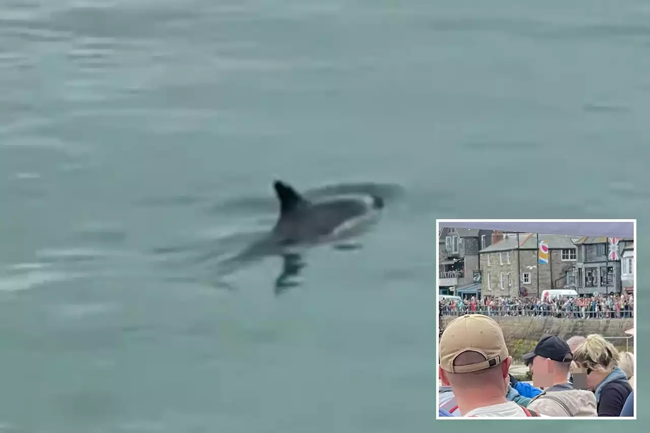 Horror at famous UK beach as baby dolphin dies surrounded by tourists