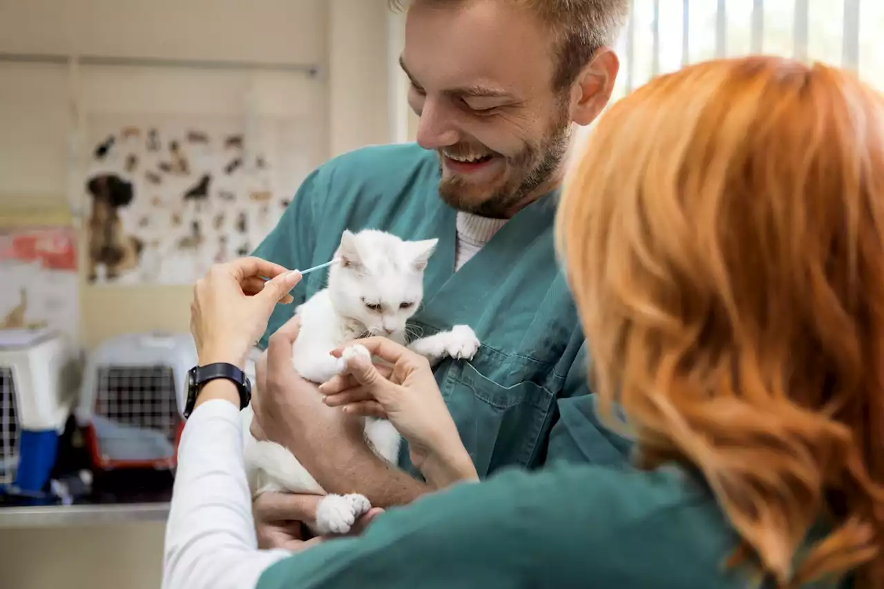 Martin Lewis issues urgent warning to pet owners - act NOW