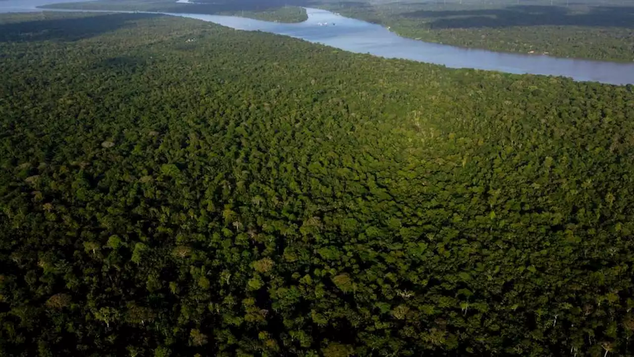 Amazon nations unite to combat deforestation