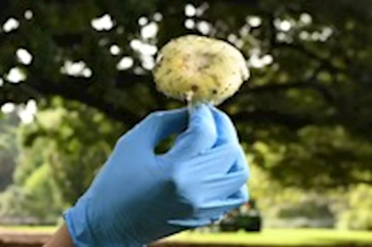 Three Dead and One in Need of Liver Transplant After Eating Death Cap Mushrooms