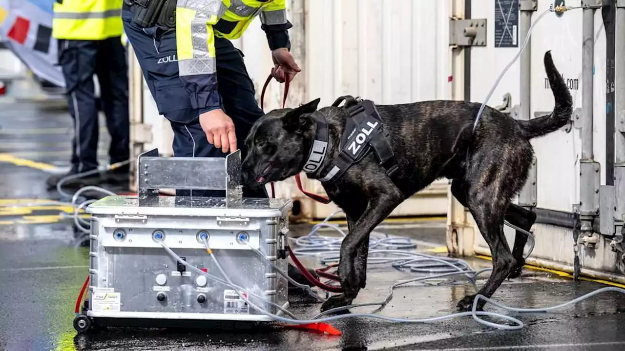 bremer zoll entwickelt neue methode für spürhunde