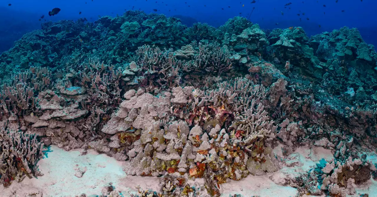 The Weird Way That Human Waste Is Killing Corals