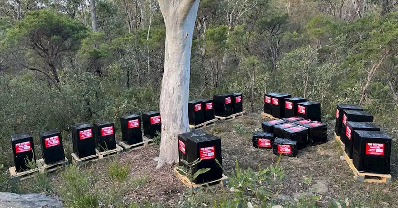 'We're on a knife edge': Varroa mite risk spreads to Sydney beekeepers