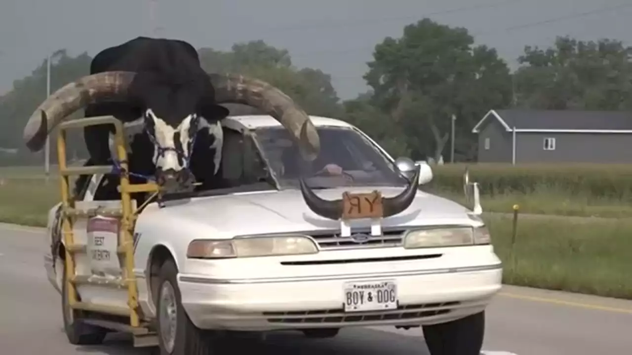 Man driving with bull in car pulled over in Nebraska