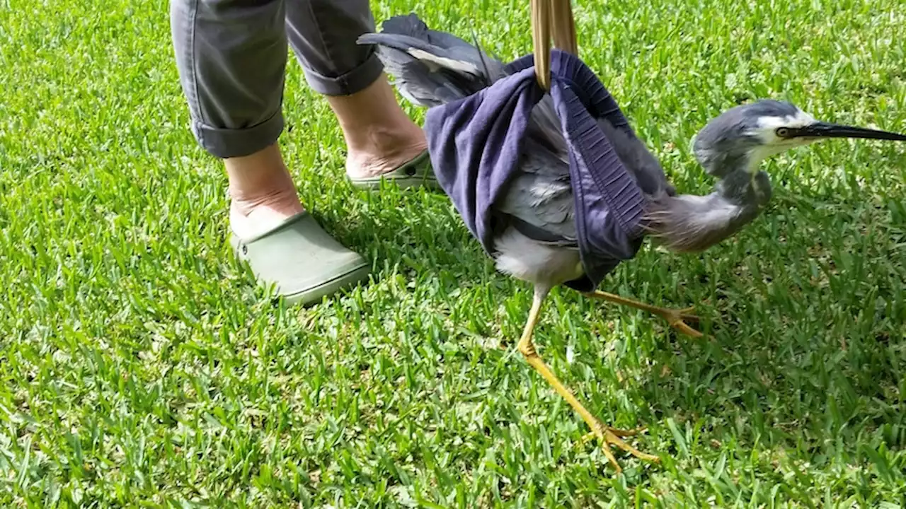 How men's underpants and a pair of stockings helped an injured bird walk again