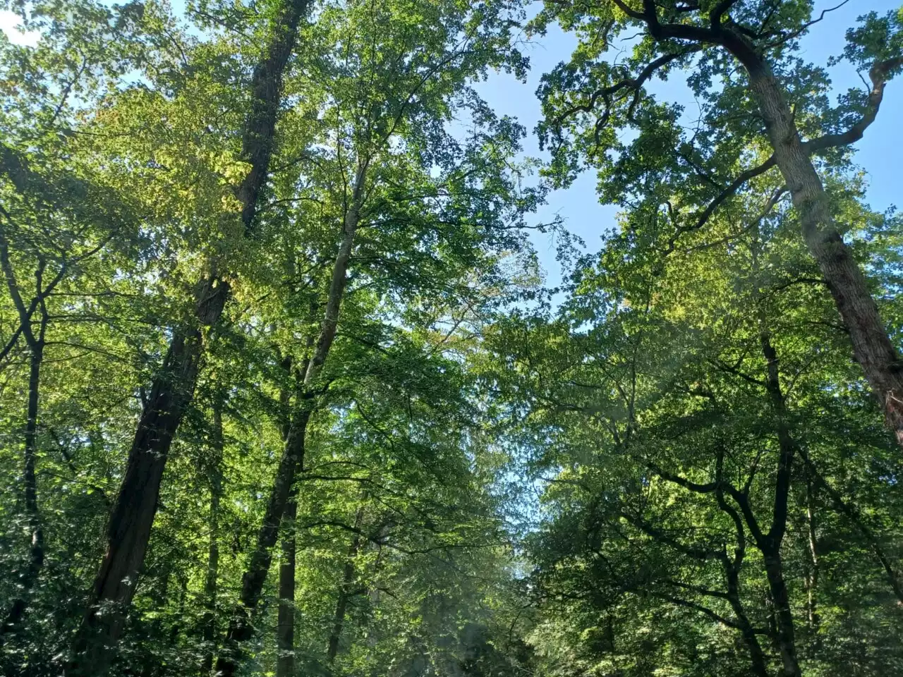 Macabre découverte dans le coffre d'une voiture brûlée en forêt dans l'Oise