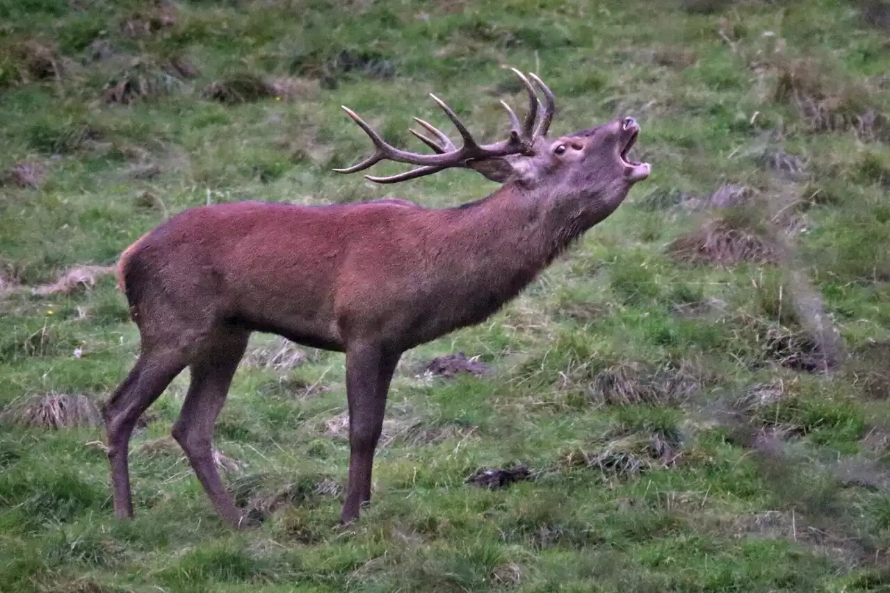 Près de Guingamp, venez écouter le brame du cerf en forêt