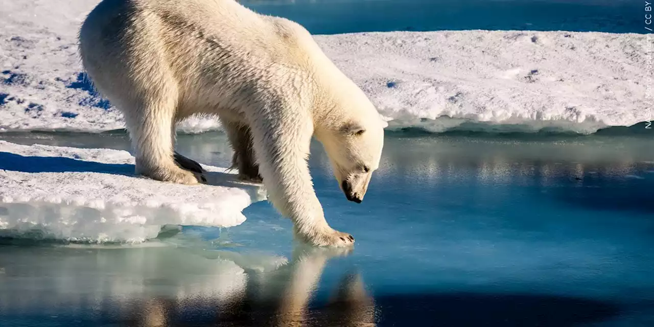 Scientists say study found a direct link between greenhouse gas emissions and polar bear survival