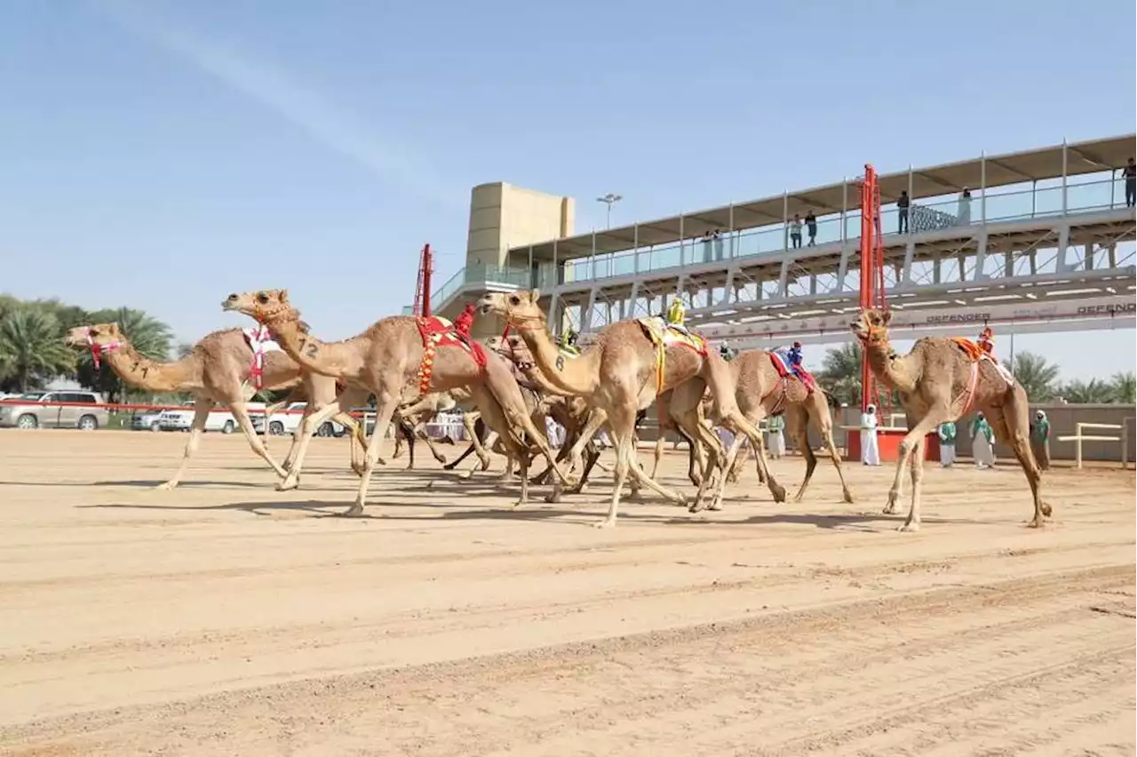 نادي دبي لسباقات الهجن يدشن موسمه بتمهيدي المرموم