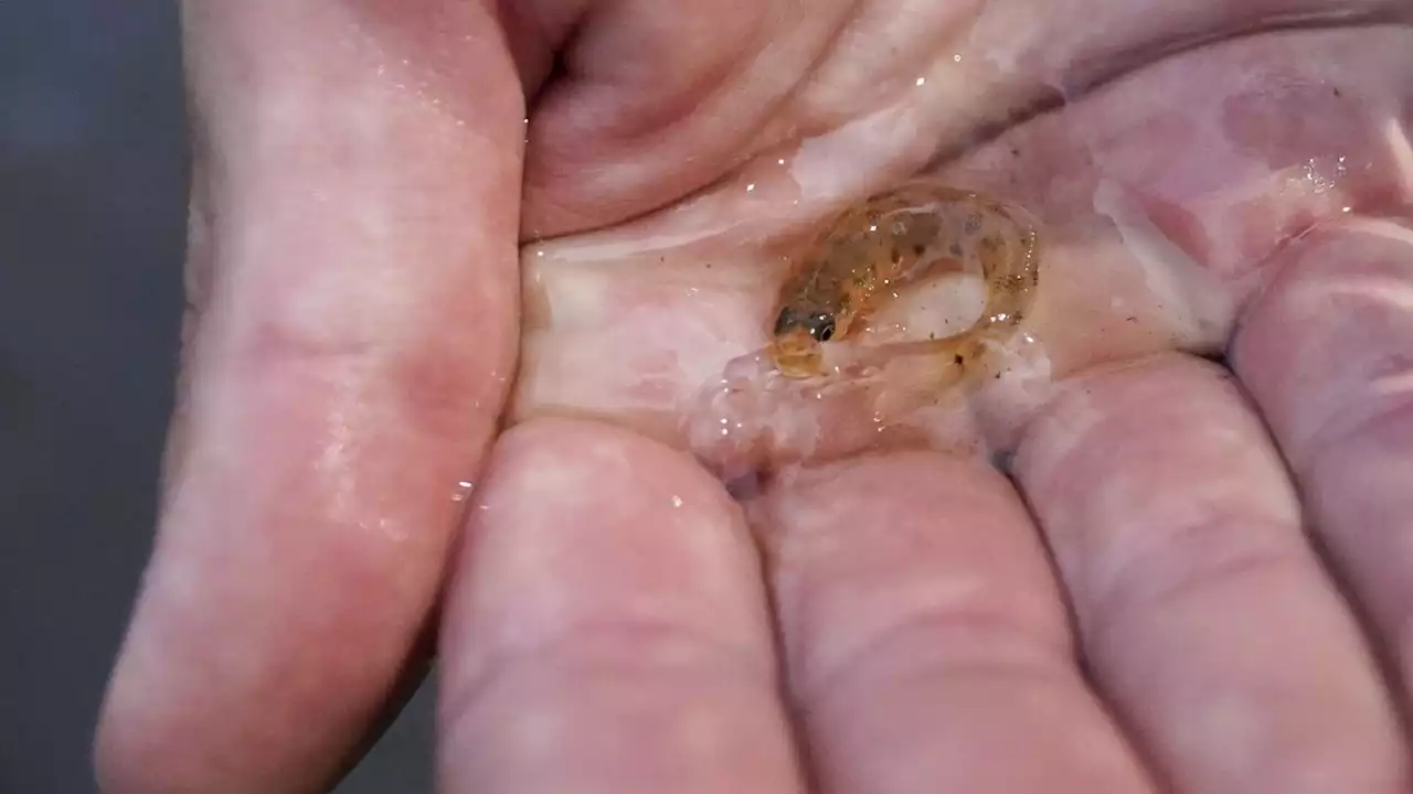 In Mississippi, a tiny fish is reintroduced to the river where it disappeared 50 years ago