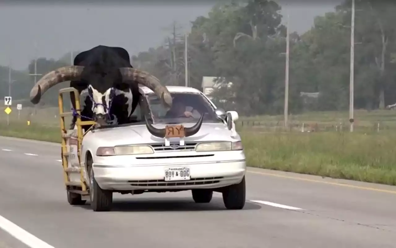 Inmenso toro viaja como copiloto y detienen al conductor