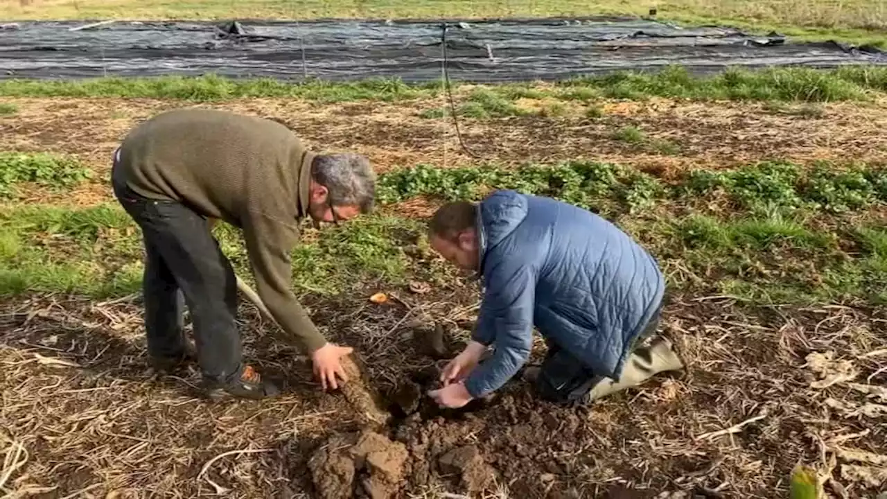 Négociations commerciales: les agriculteurs refusent d'être 'la variable d'ajustement'