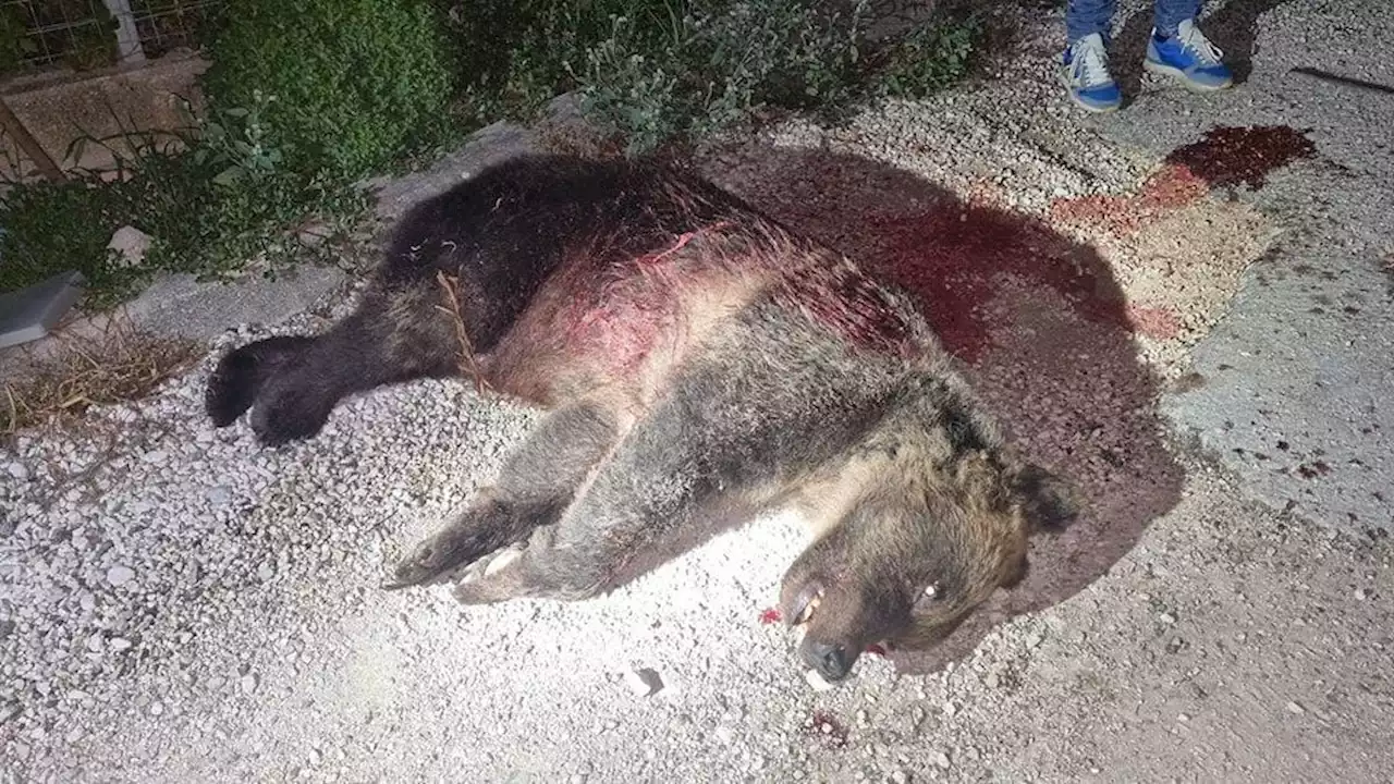 Mann erschiesst Braunbär-Weibchen in Italien