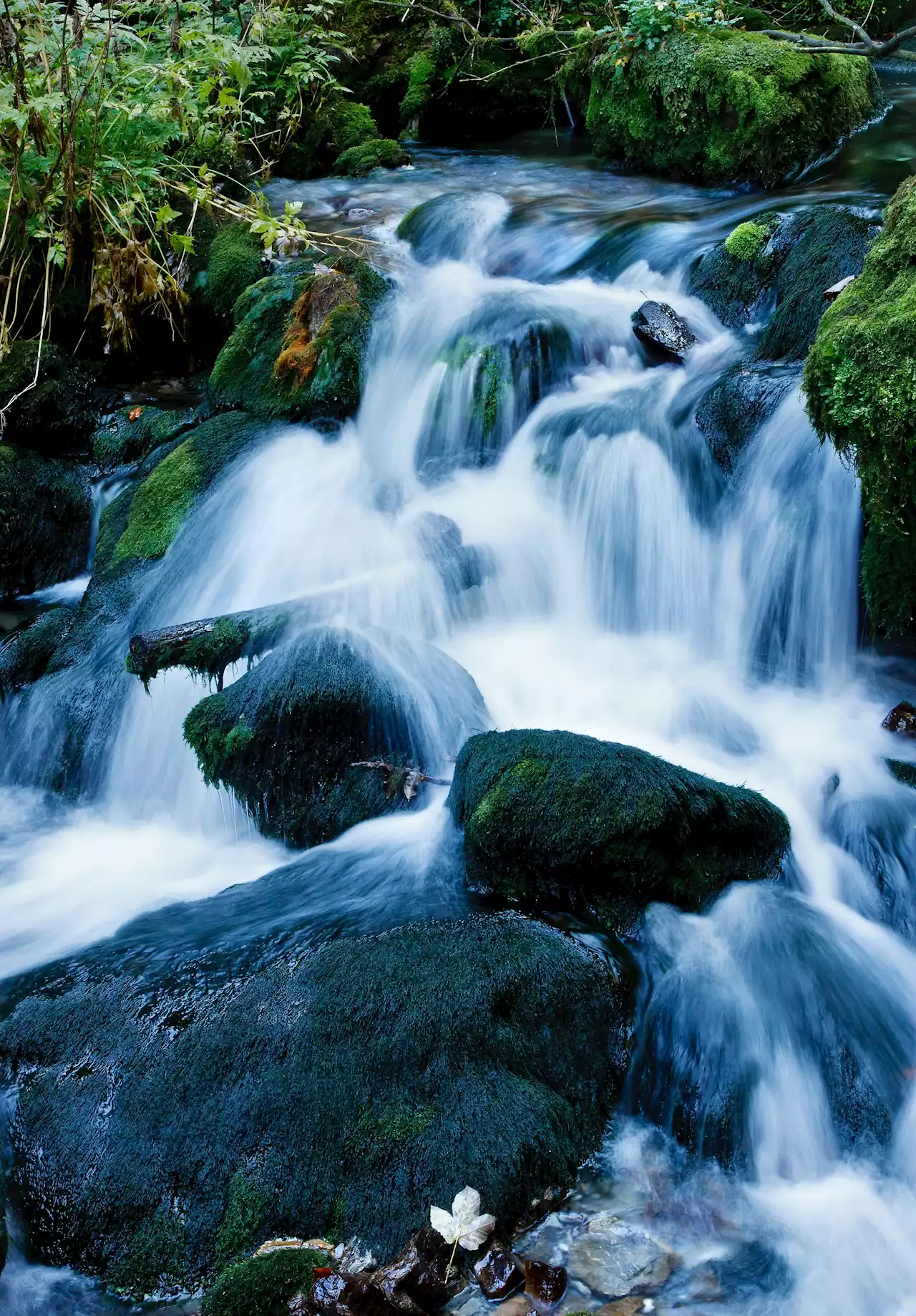 Quellen besser schützen: Es geht um Wasser und Lebensraum