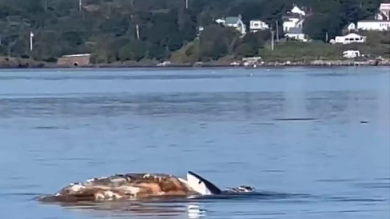 Shark captured on video feasting on whale carcass in Bay of Fundy