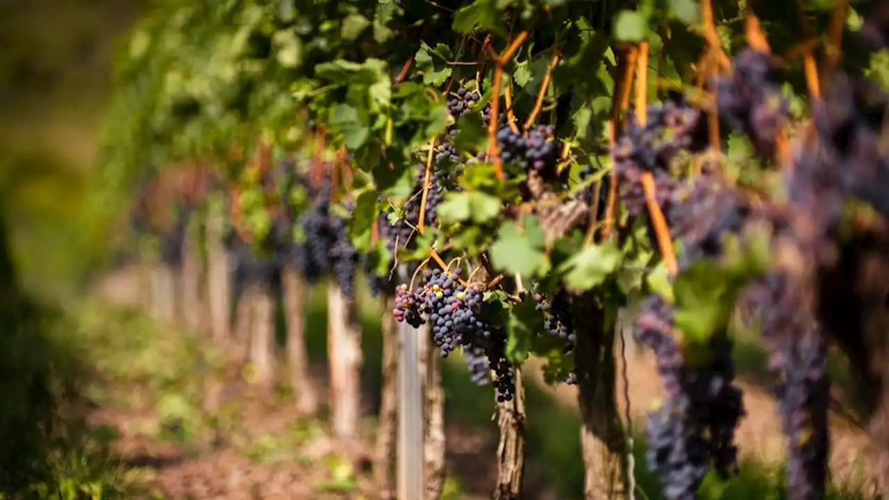 Changement climatique : le Prosecco pourrait disparaître selon des experts