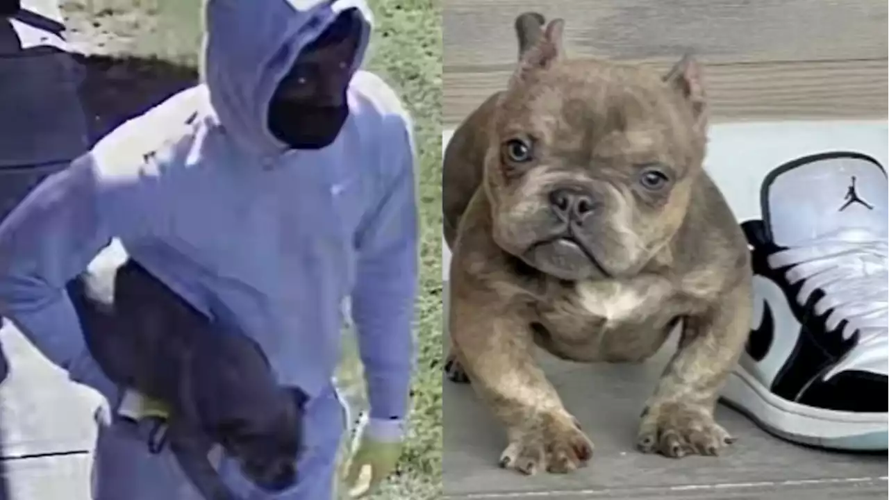 Puppy stolen from Toronto home in daylight theft; 2 suspects seen fleeing