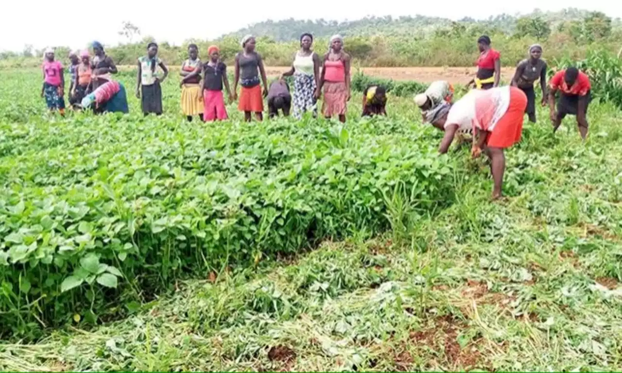 Strange disease: Ginger farmers lose over N10bn in Southern Kaduna