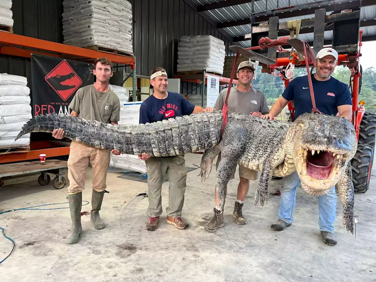 Nach stundenlangem Kampf auf dem Wasser: Rekord: Männer erlegen vier Meter langen Alligator