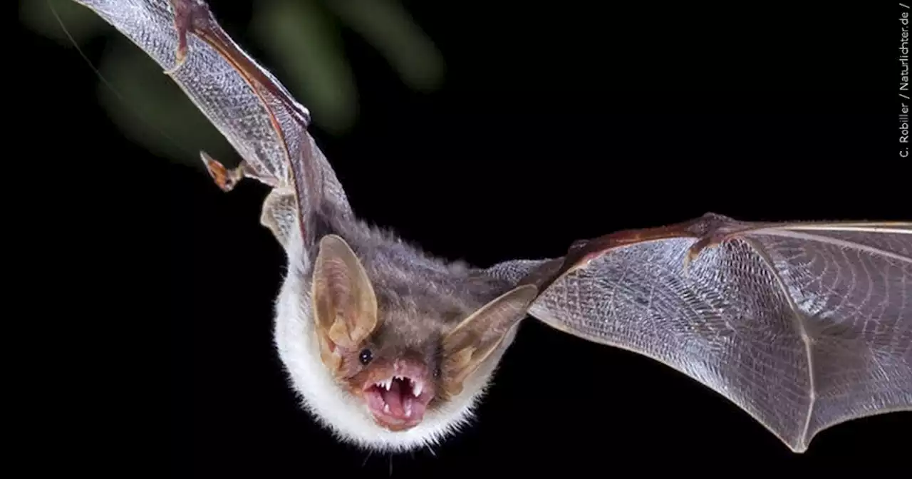 Warning issued as bat tests positive for rabies at skate park