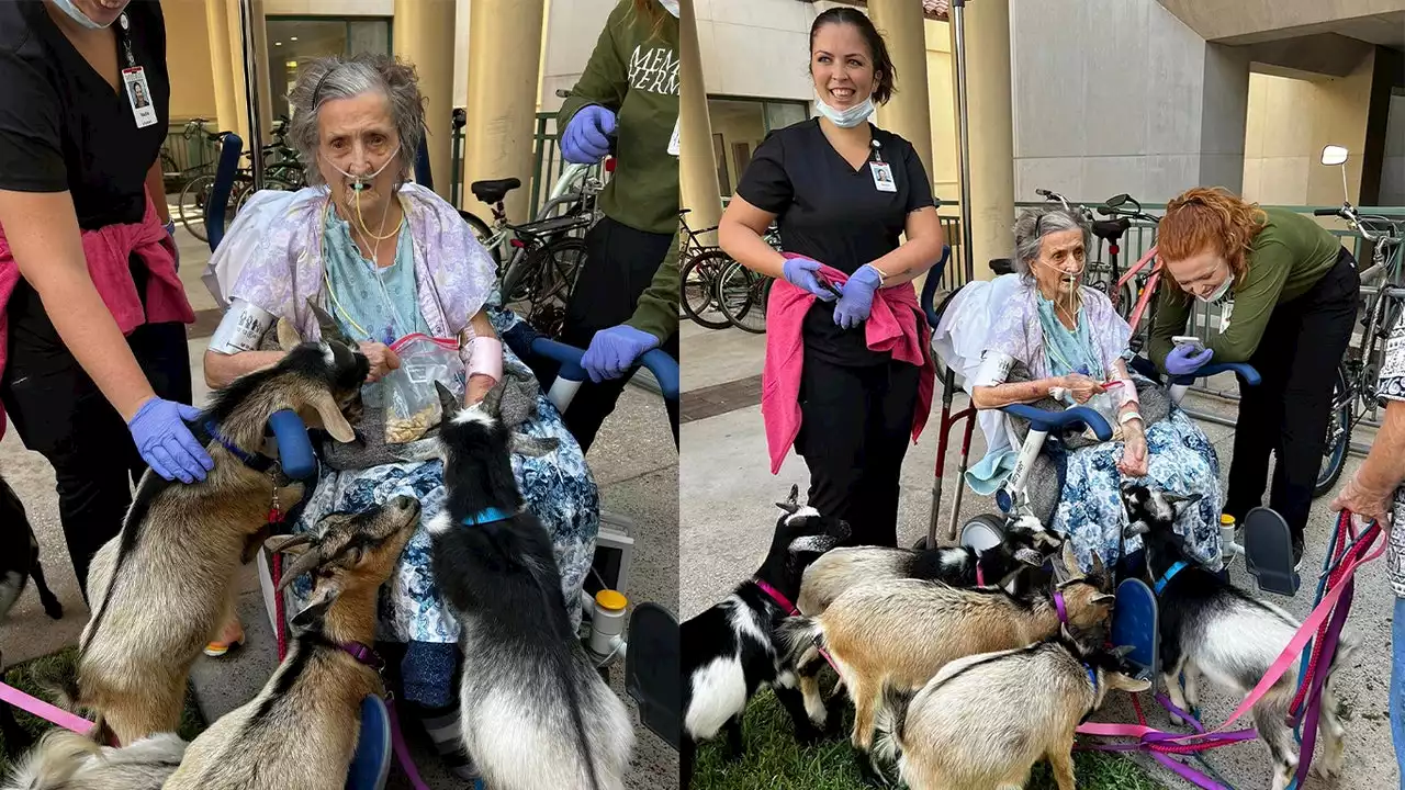 VIDEO: Texas woman received warm visit from her goats while in ICU