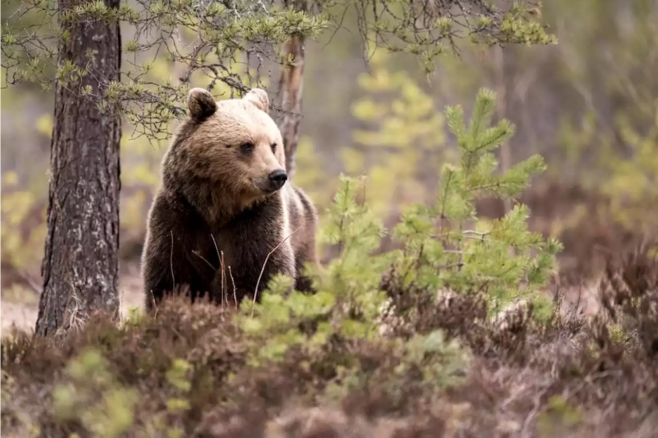 DEBATT: Den som ger sig in i leken får leken tåla