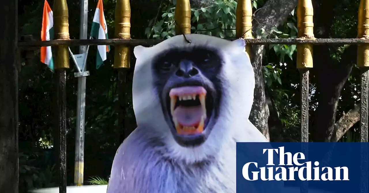 Cutouts of menacing langurs employed to deter rhesus monkeys ahead of G20 in Delhi