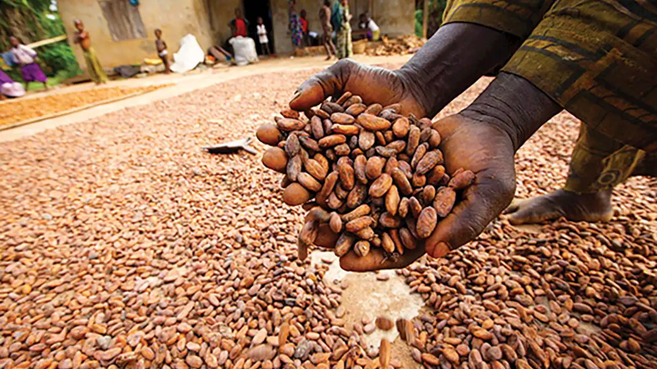 Why cocoa farmers are demanding for regulatory board | The Guardian Nigeria News