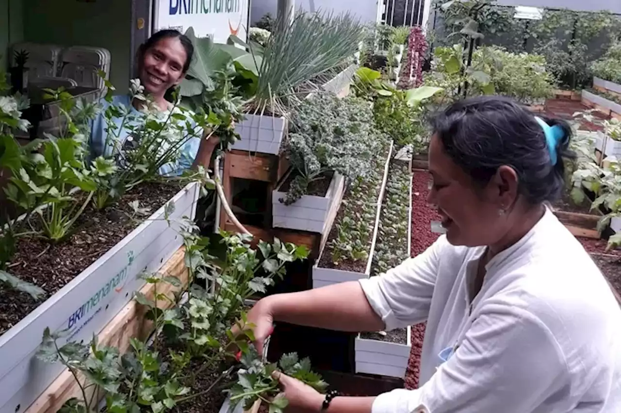 Nasabah PNM Geluti Urban Farming Bantu Program Cegah Stunting