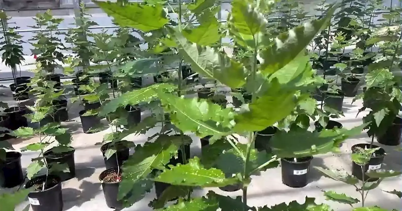 Biotech startup Living Carbon enhances trees' ability to capture climate-warming CO2