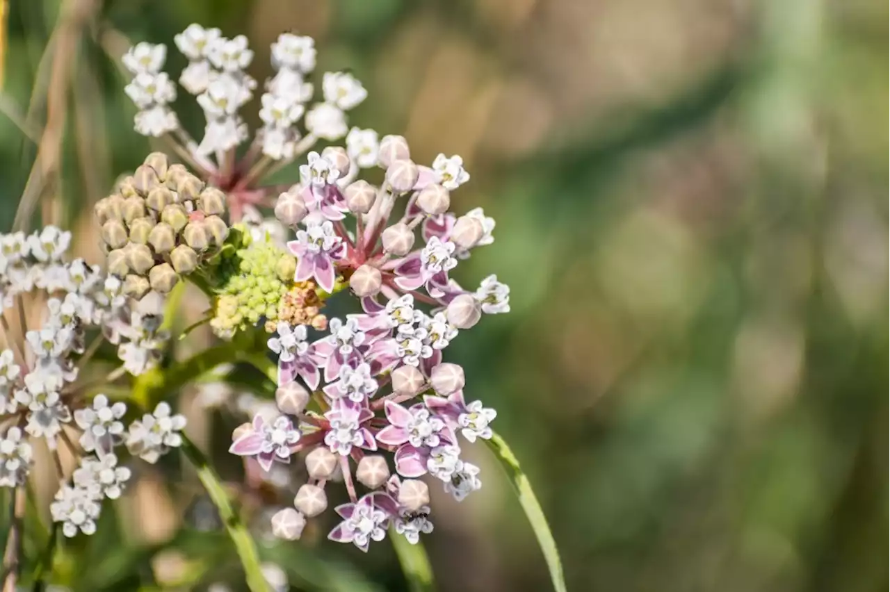 What to plant in your garden right now to ensure a fall bounty