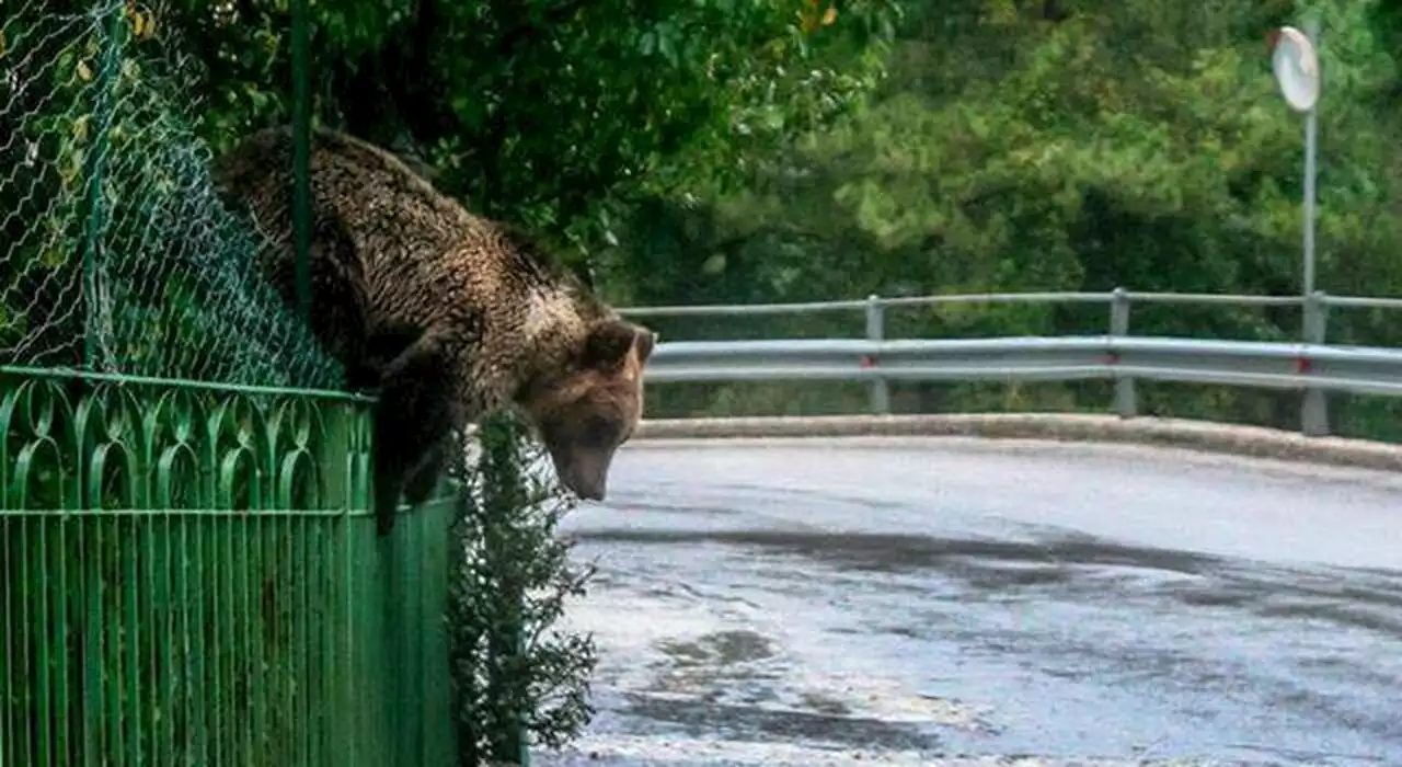 Orsa Amarena uccisa a fucilate, era l'orsa più prolifica del Parco nazionale