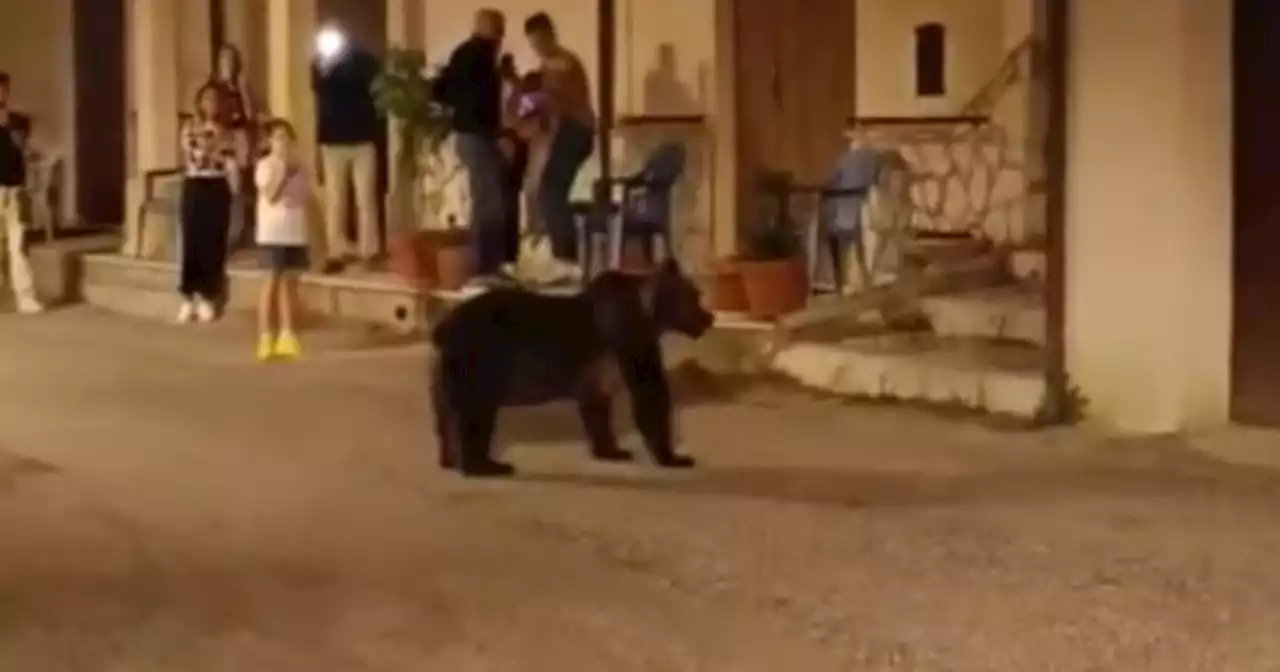 Abruzzo, l'orsa Amarena gira per le strade: una fine atroce