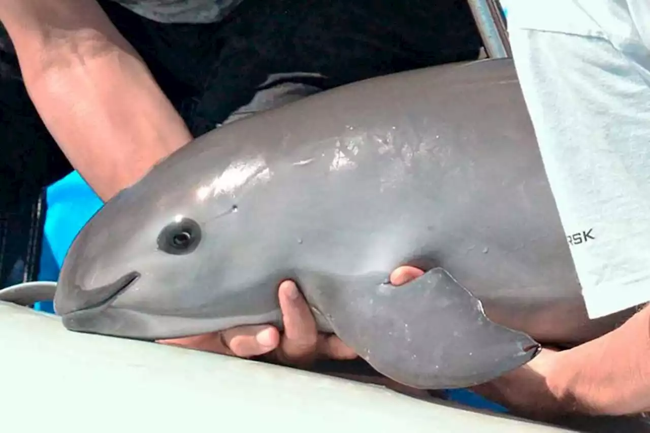 Extienden programa para salvar a la vaquita marina en Baja California