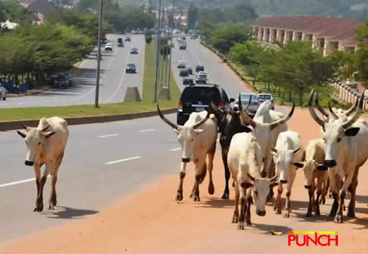 Cow rams 30-year-old man to death in Lagos