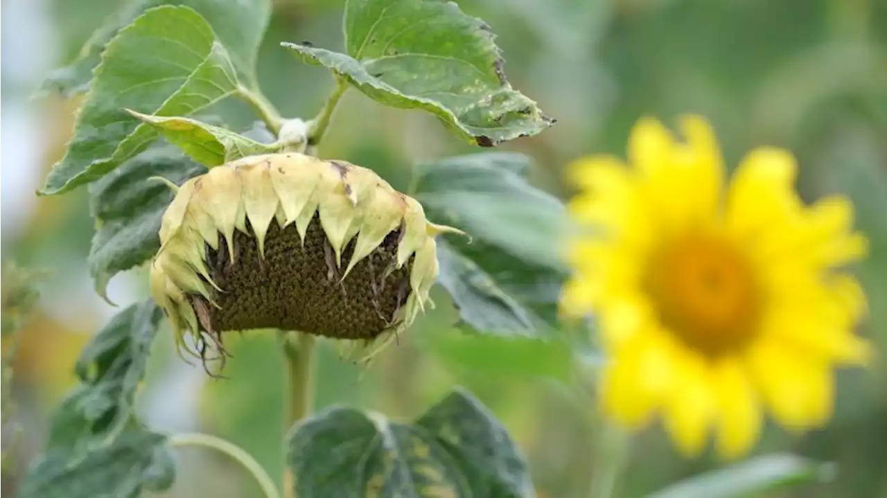 Meteorologischer Herbstanfang mit sommerlichen Temperaturen