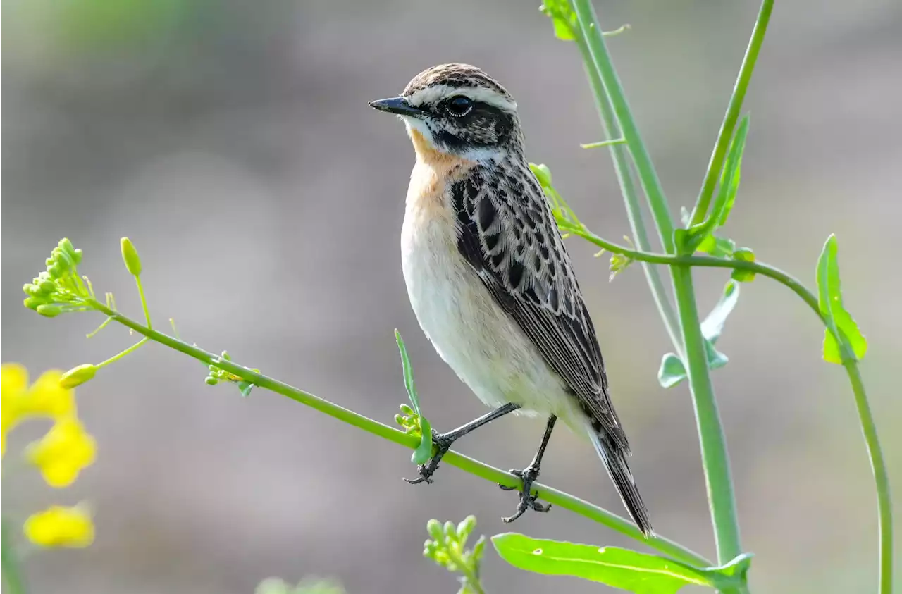 Verbände suchen «Vogel des Jahres»: Abstimmung beginnt