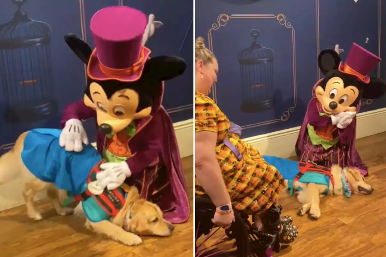 Adorable moment service dog falls asleep on Mickey Mouse at Disneyworld