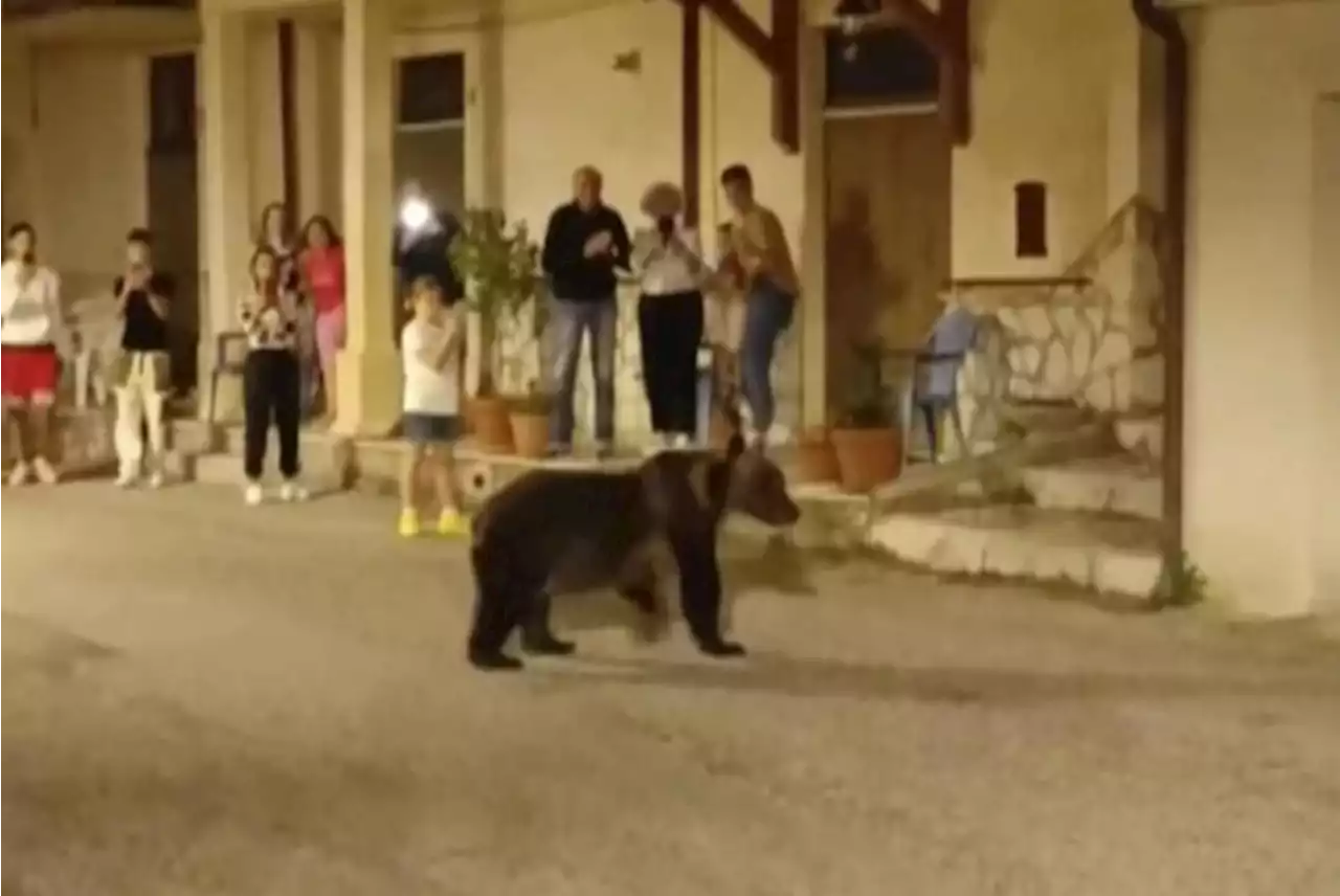 Bekende beer doodgeschoten in Italiaans nationaal park