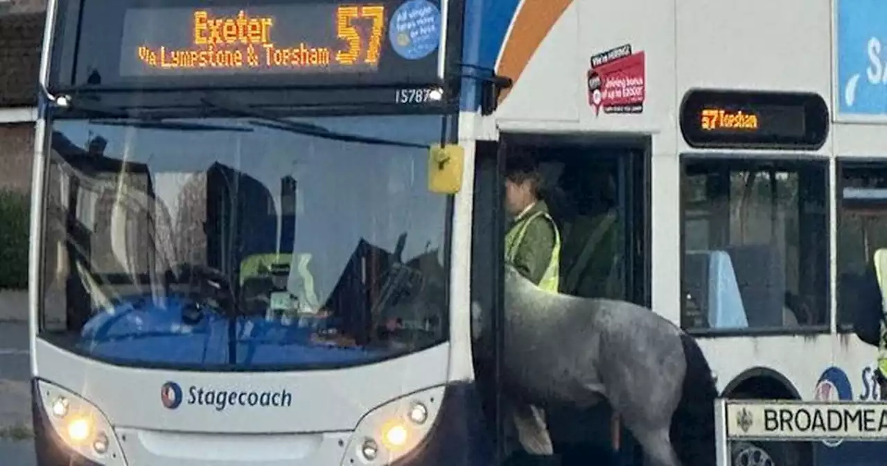 Horse spotted climbing aboard double-decker bus