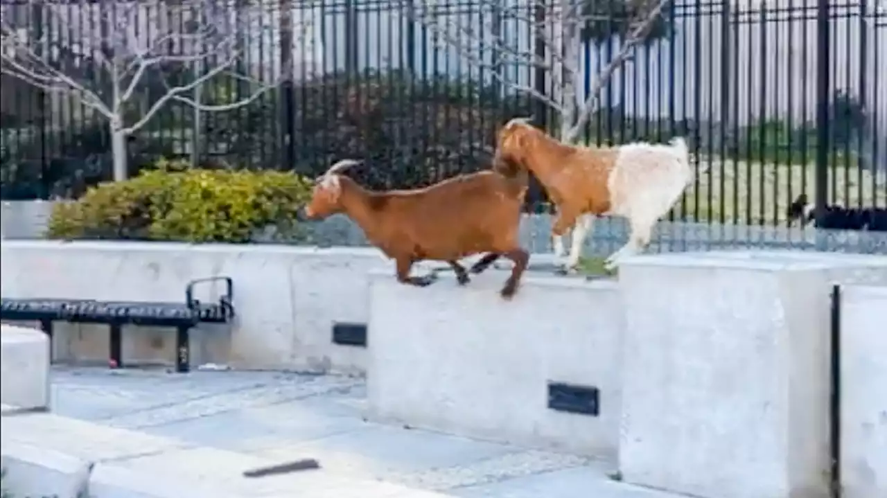 Whatever happened to the runaway goats of San Francisco?