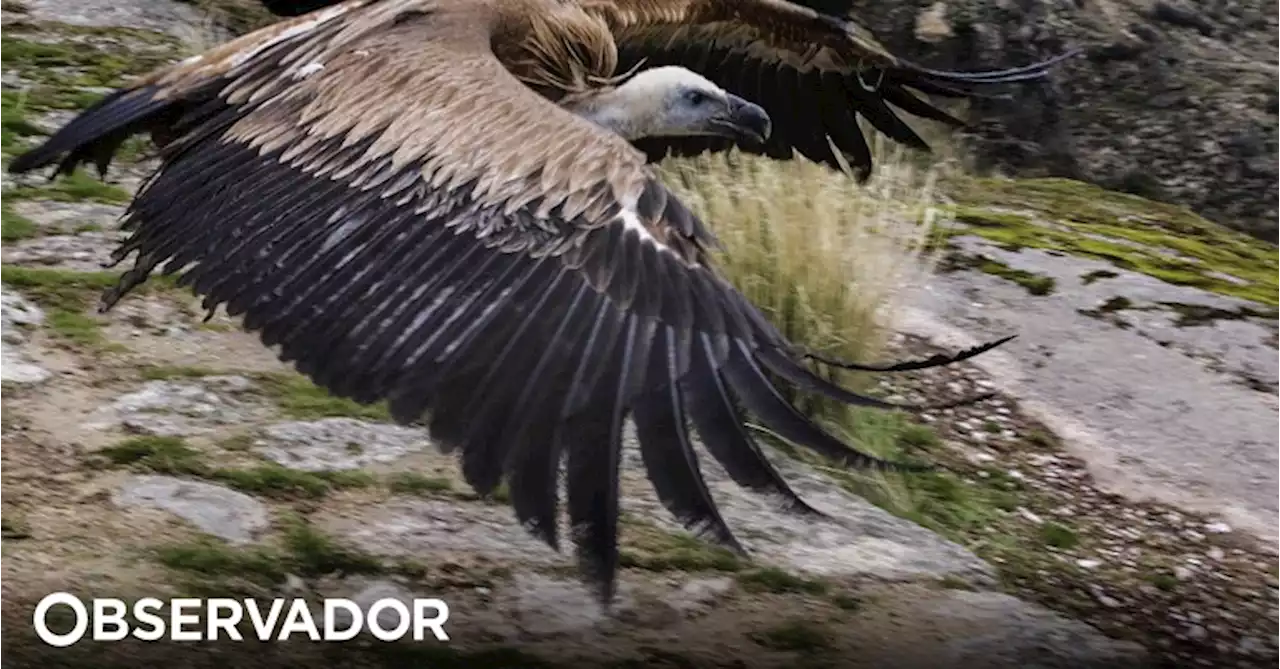 Tejo Internacional tem a maior colónia nidificante de abutre-preto em Portugal