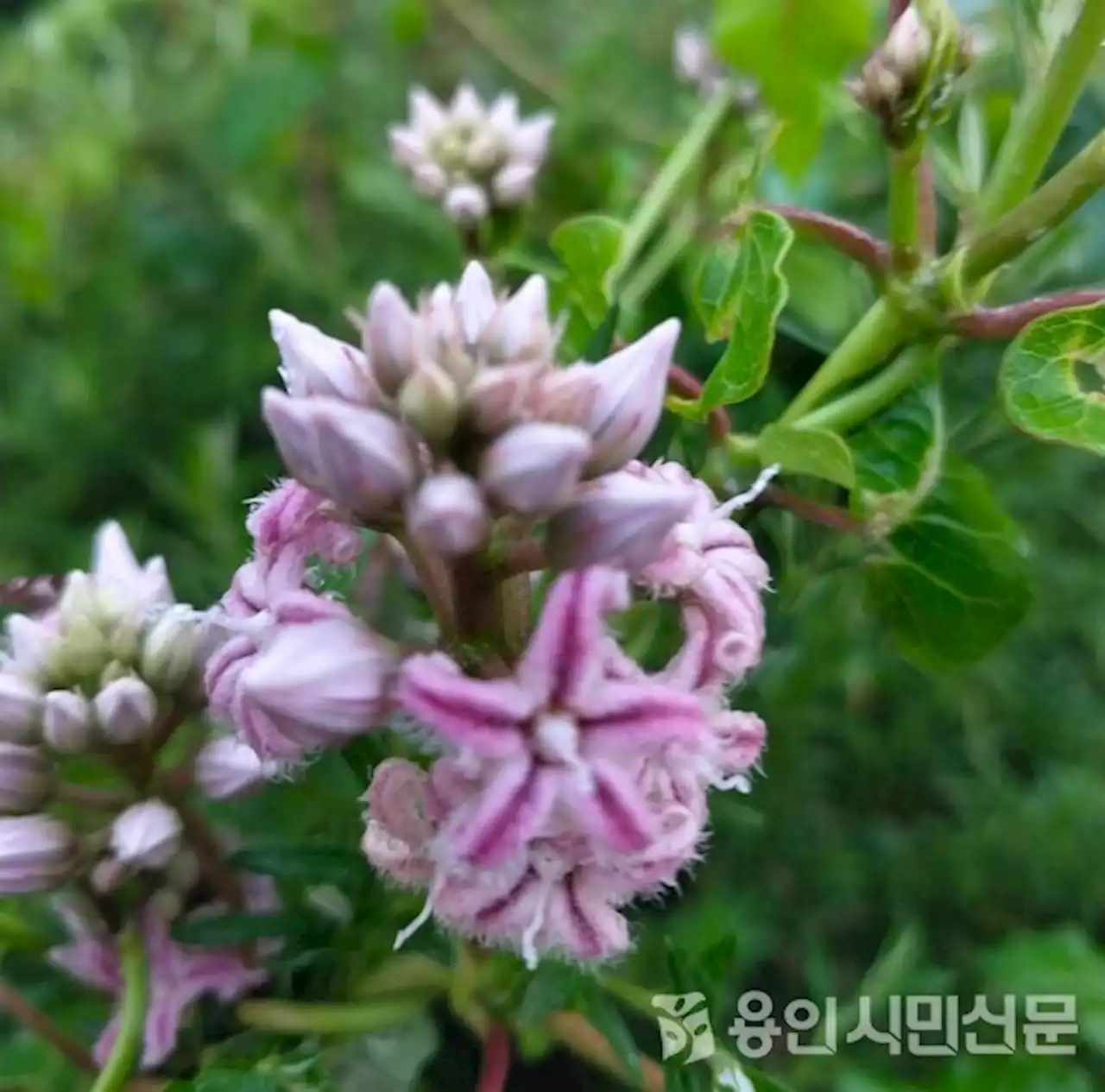 숲길 걸으시면, 이 꽃 살펴보세요