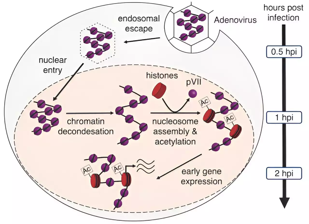 How incoming adenoviruses change their chromatin structure for efficient gene expression